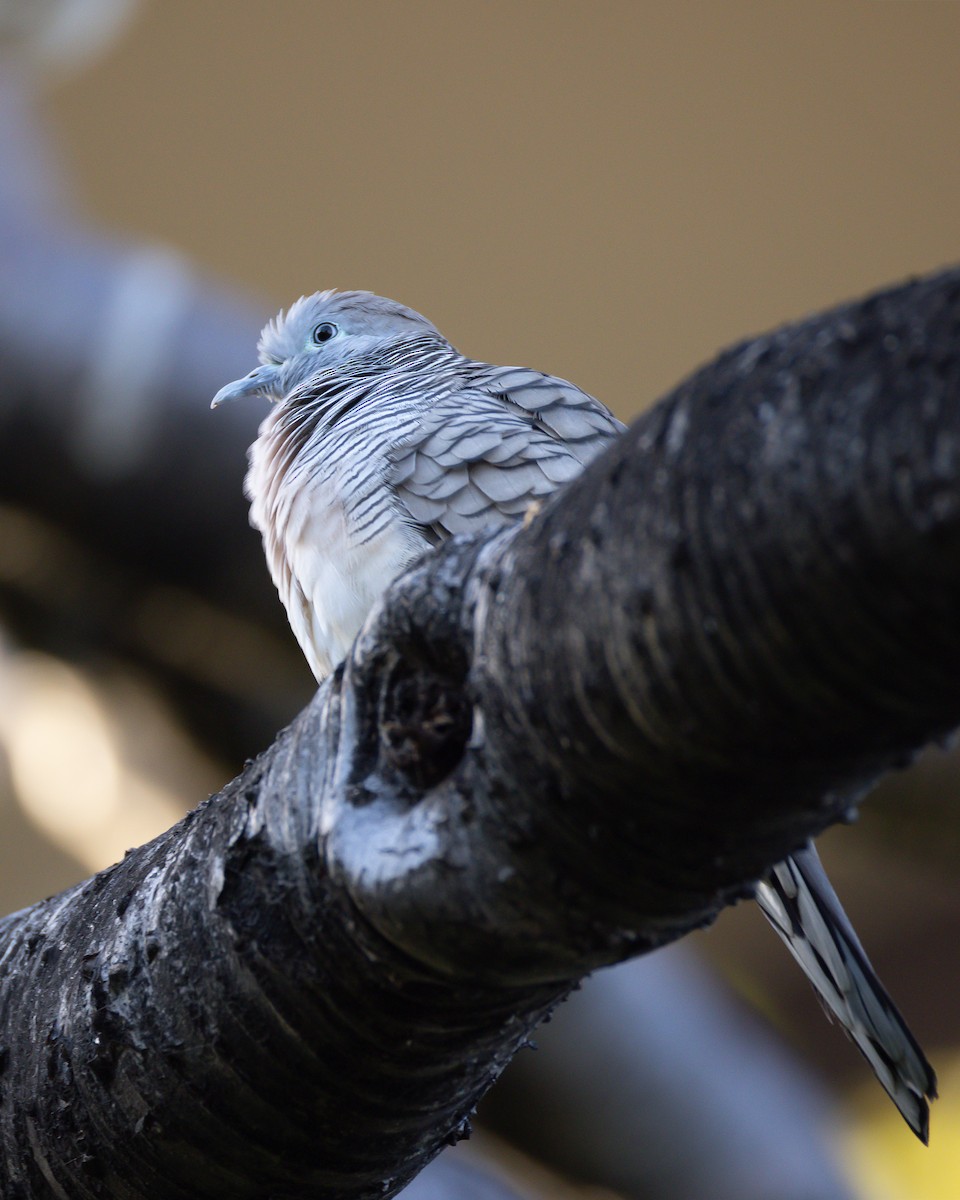 Zebra Dove - ML642641129