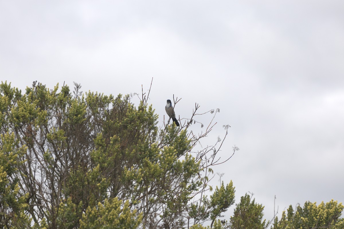 California Scrub-Jay - ML642641151