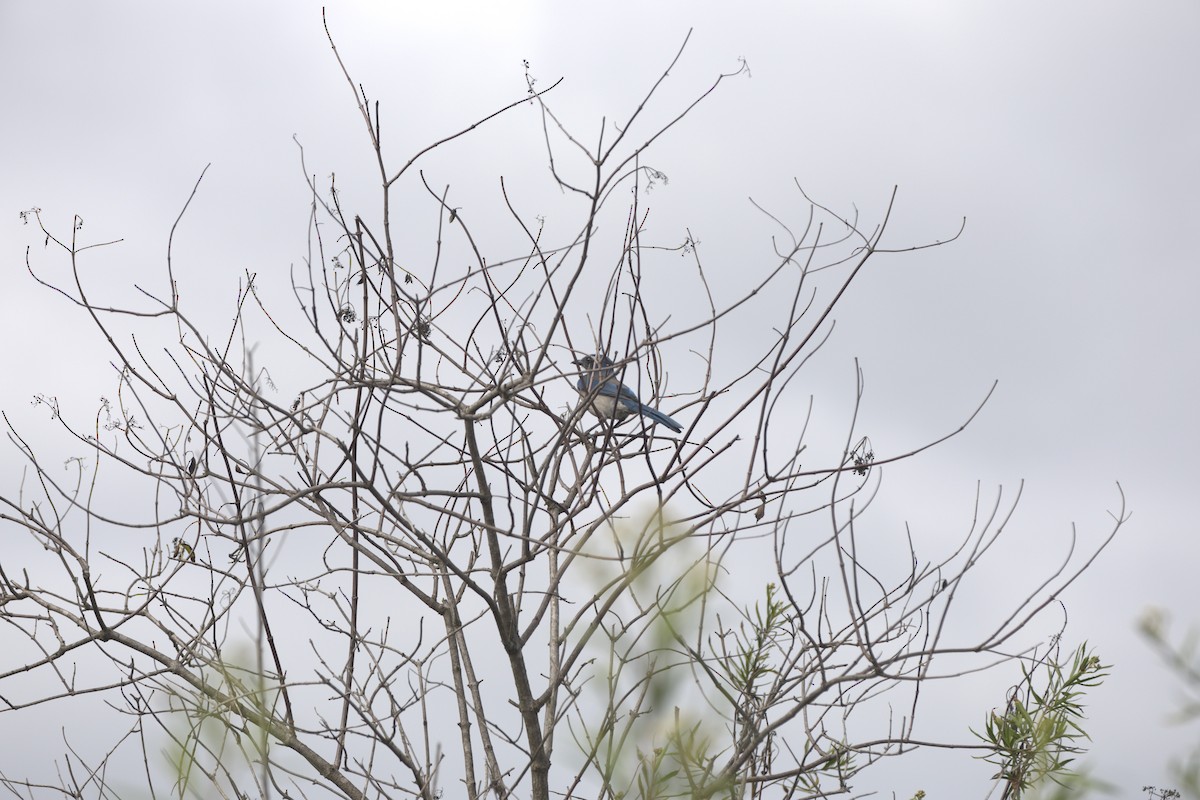 California Scrub-Jay - ML642641152
