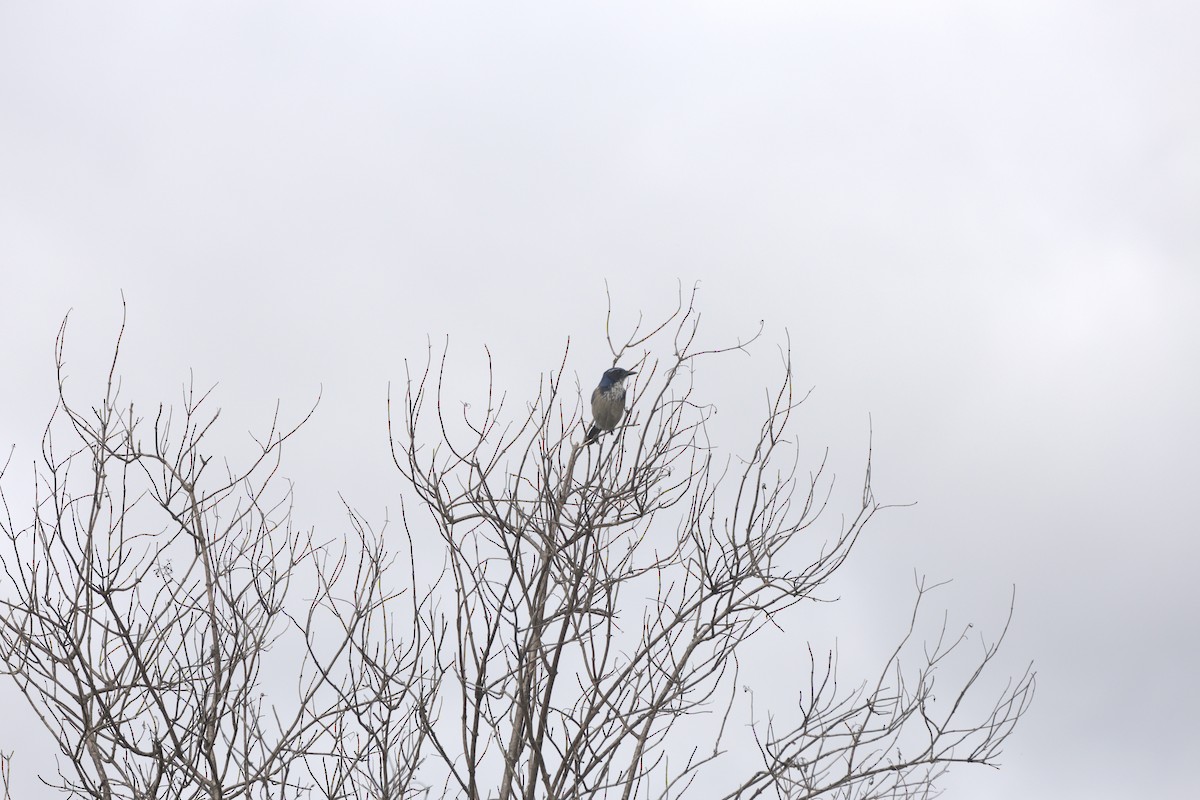 California Scrub-Jay - ML642641153