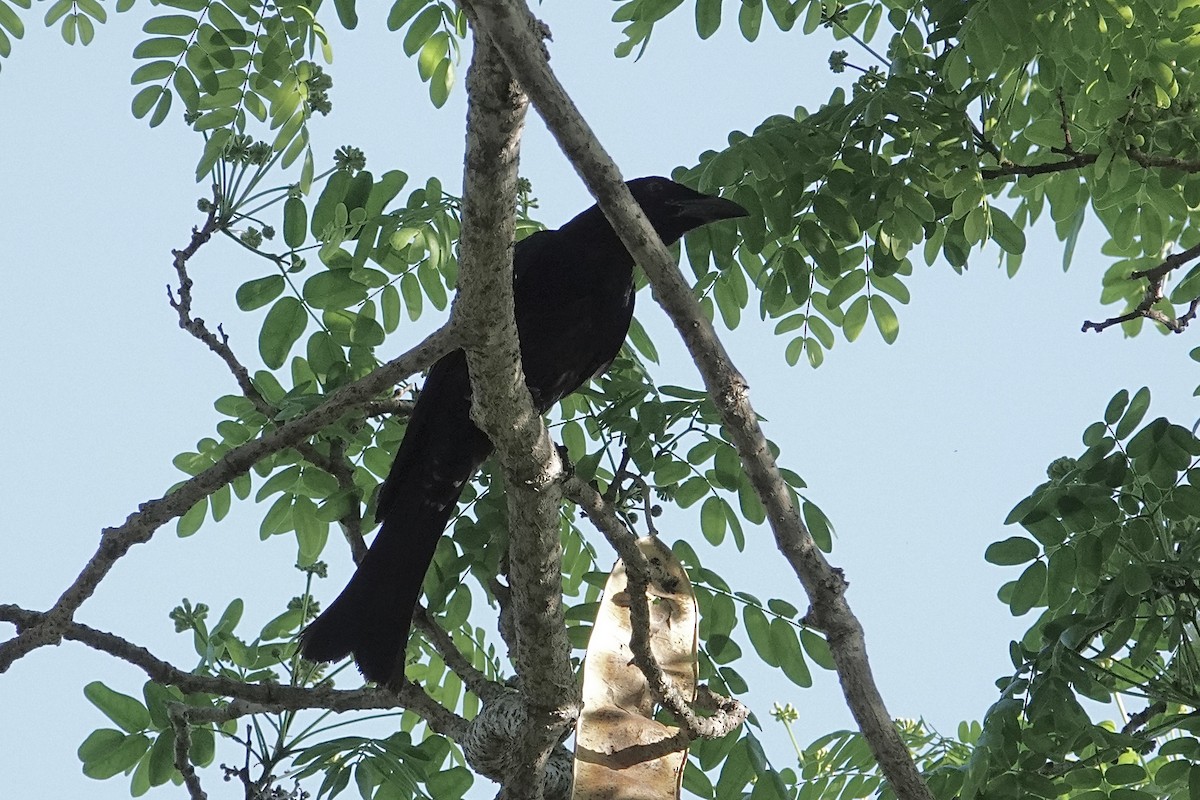 Spangled Drongo - ML642641162