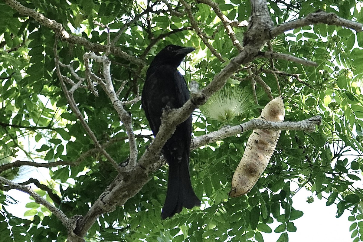 Spangled Drongo - ML642641163
