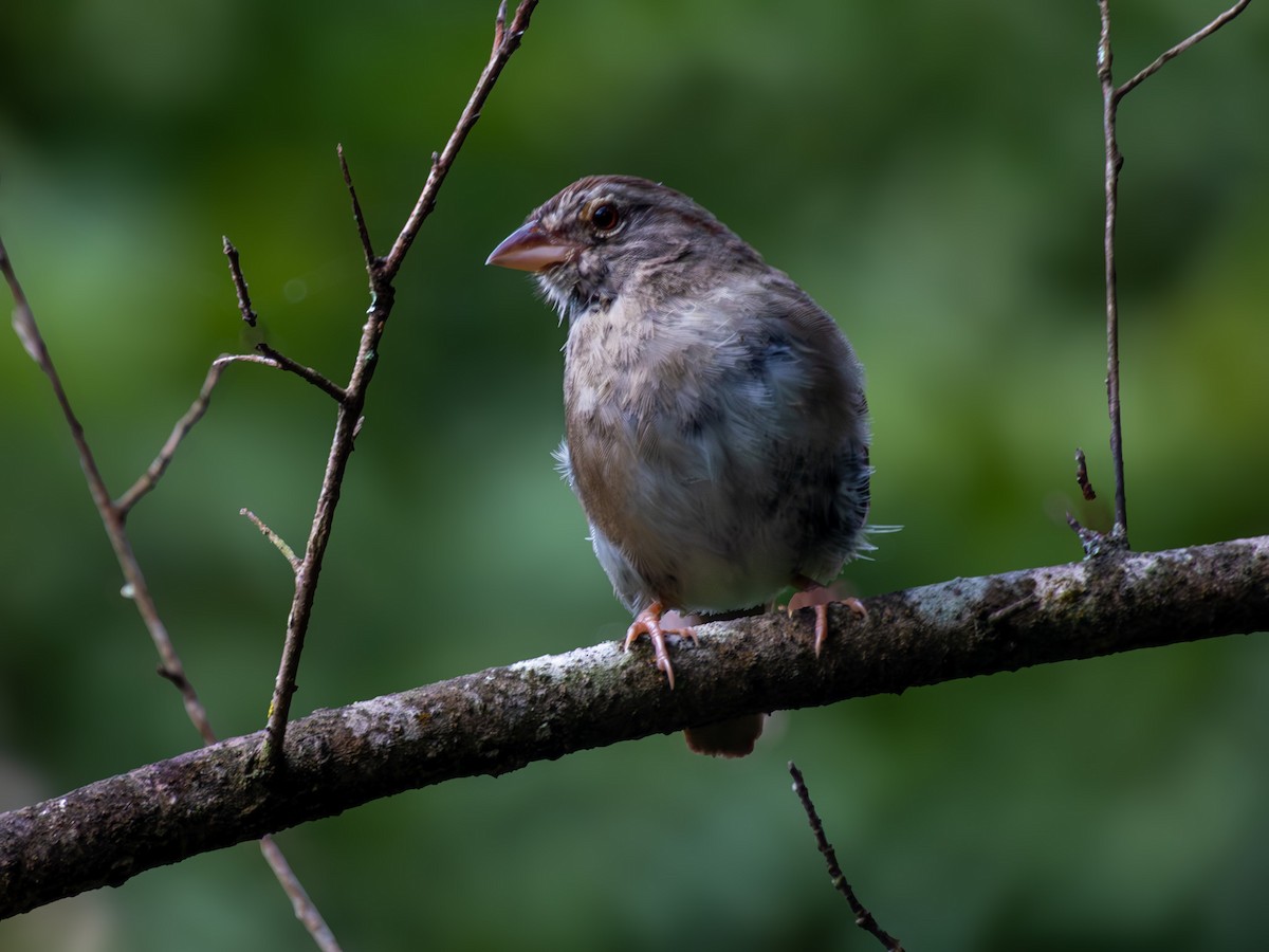 Olive Sparrow - ML642641175