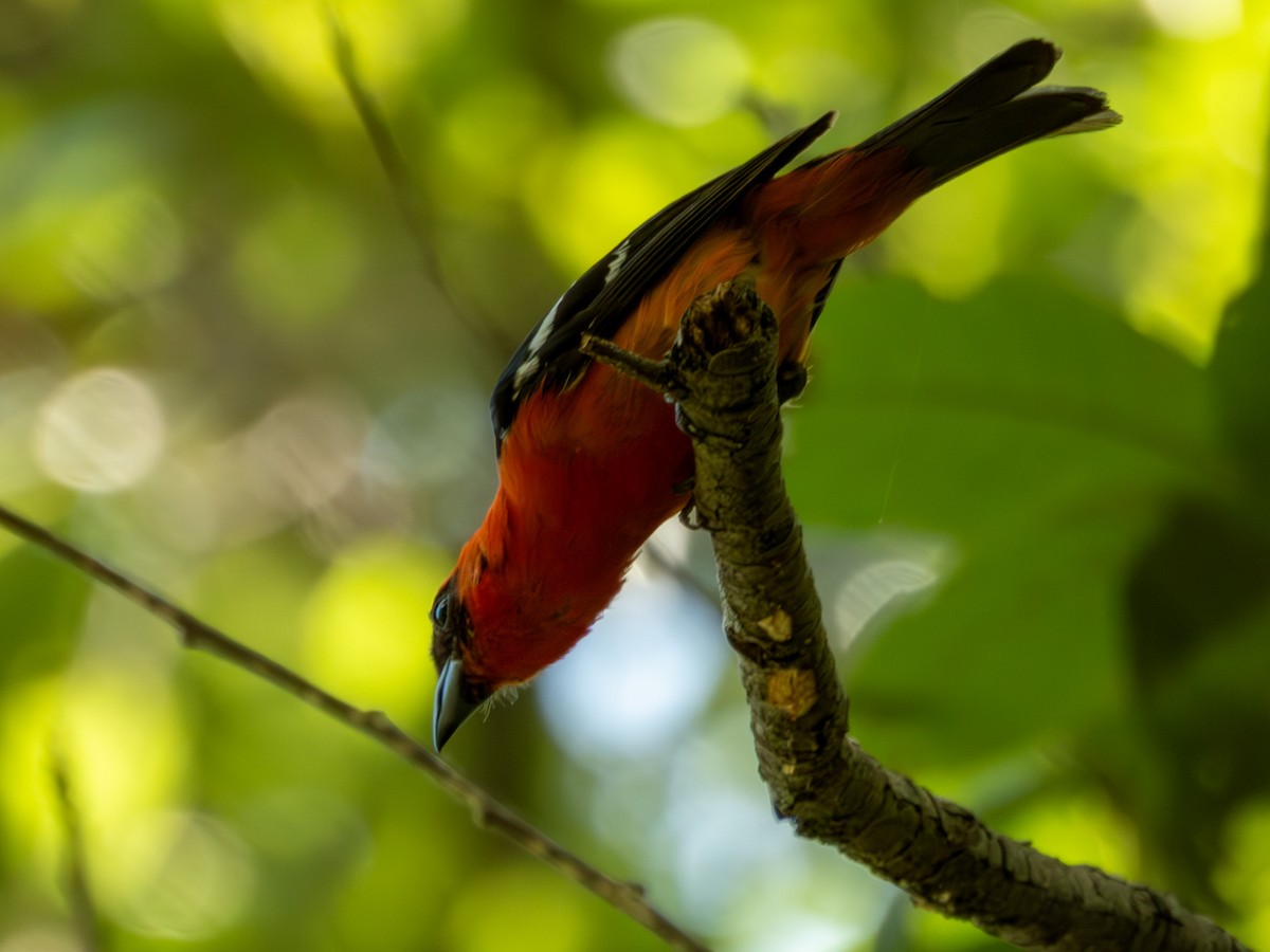 White-winged Tanager - ML642641179