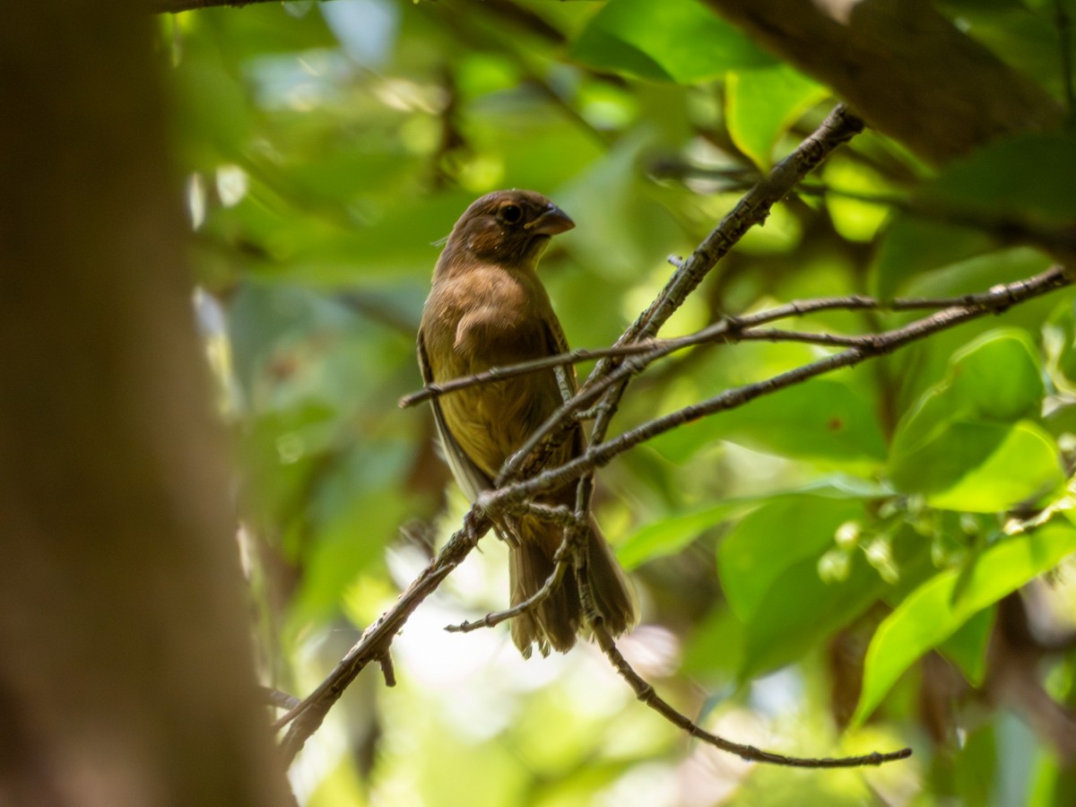 Blue Bunting - ML642641200