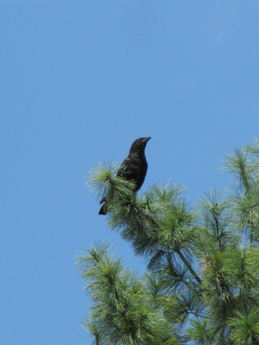 American Crow - ML642641209