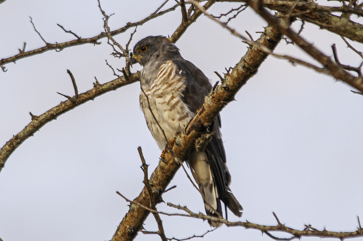 African Cuckoo-Hawk - ML642641222