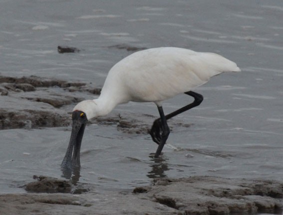 Royal Spoonbill - ML642641230