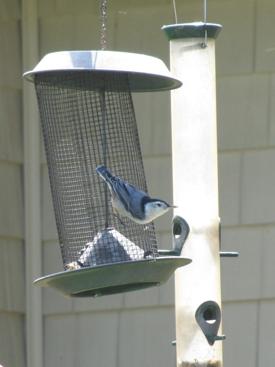 White-breasted Nuthatch - ML642641239