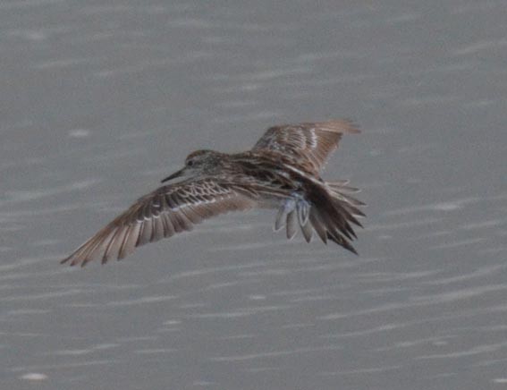 Great Knot - ML642641261