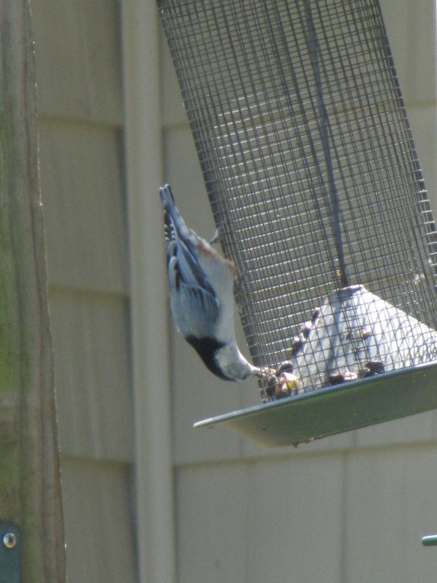 White-breasted Nuthatch - ML642641265