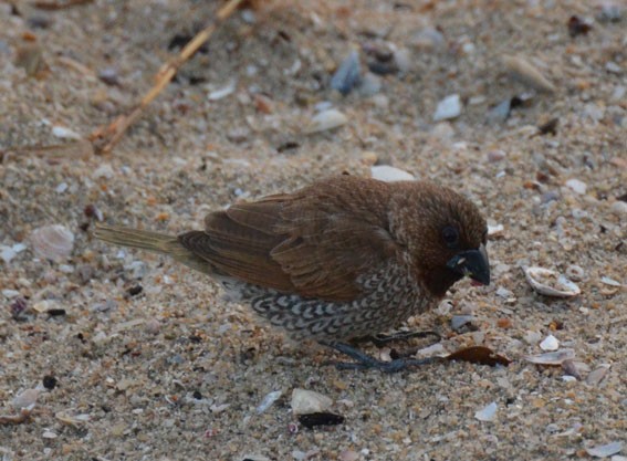 Scaly-breasted Munia - ML642641269