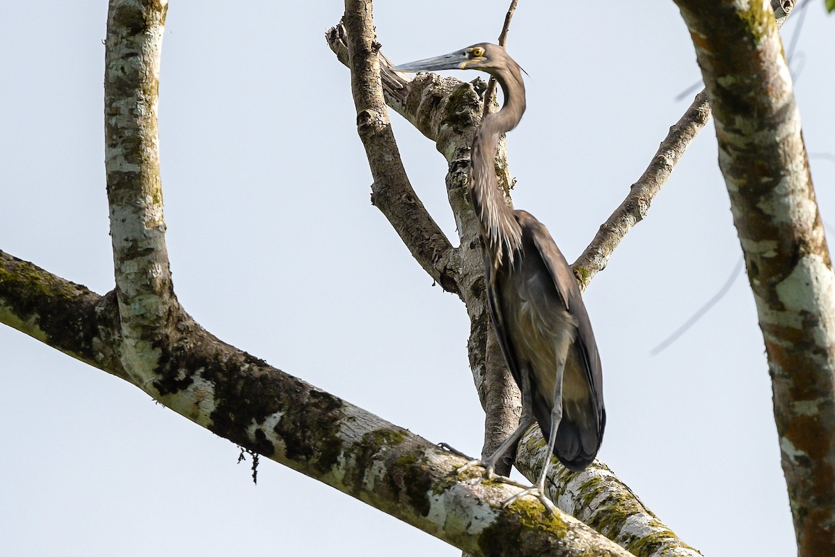 Great-billed Heron - ML642641271