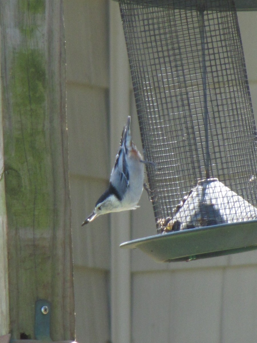 White-breasted Nuthatch - ML642641278