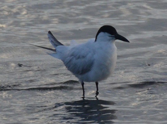 Australian Tern - ML642641285