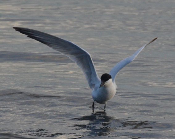 Australian Tern - ML642641299