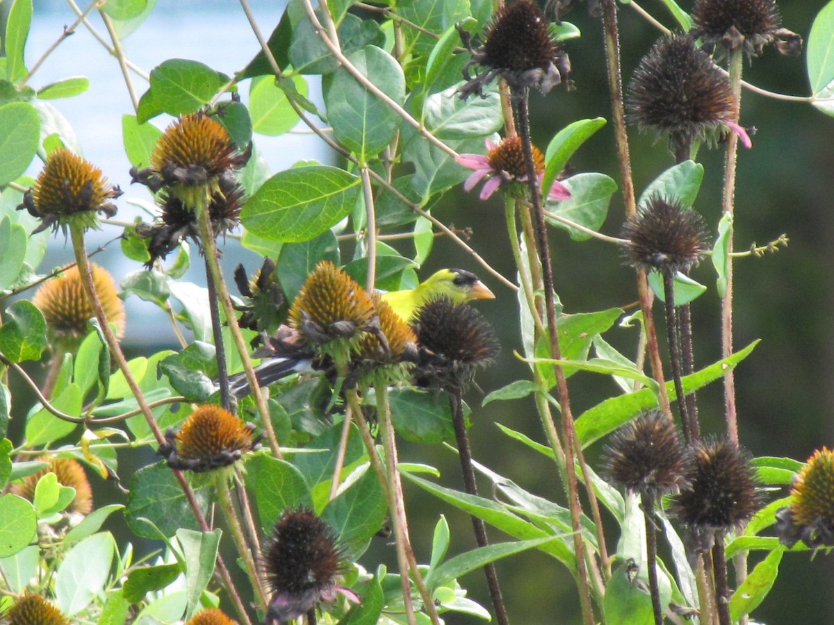 American Goldfinch - ML642641302
