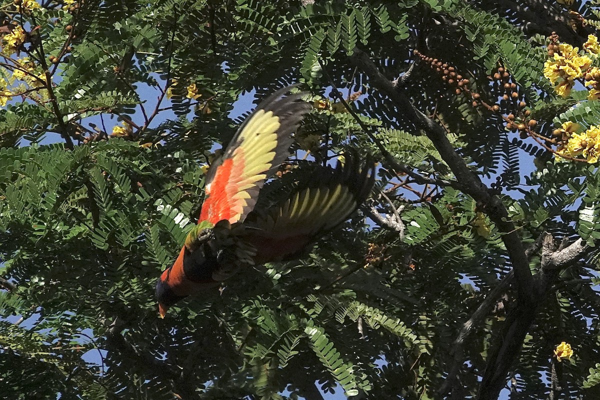 Red-collared Lorikeet - ML642641319