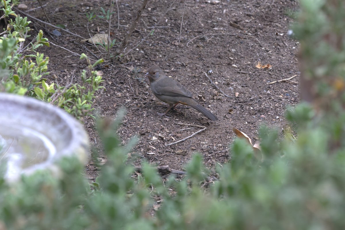 California Towhee - ML642641326