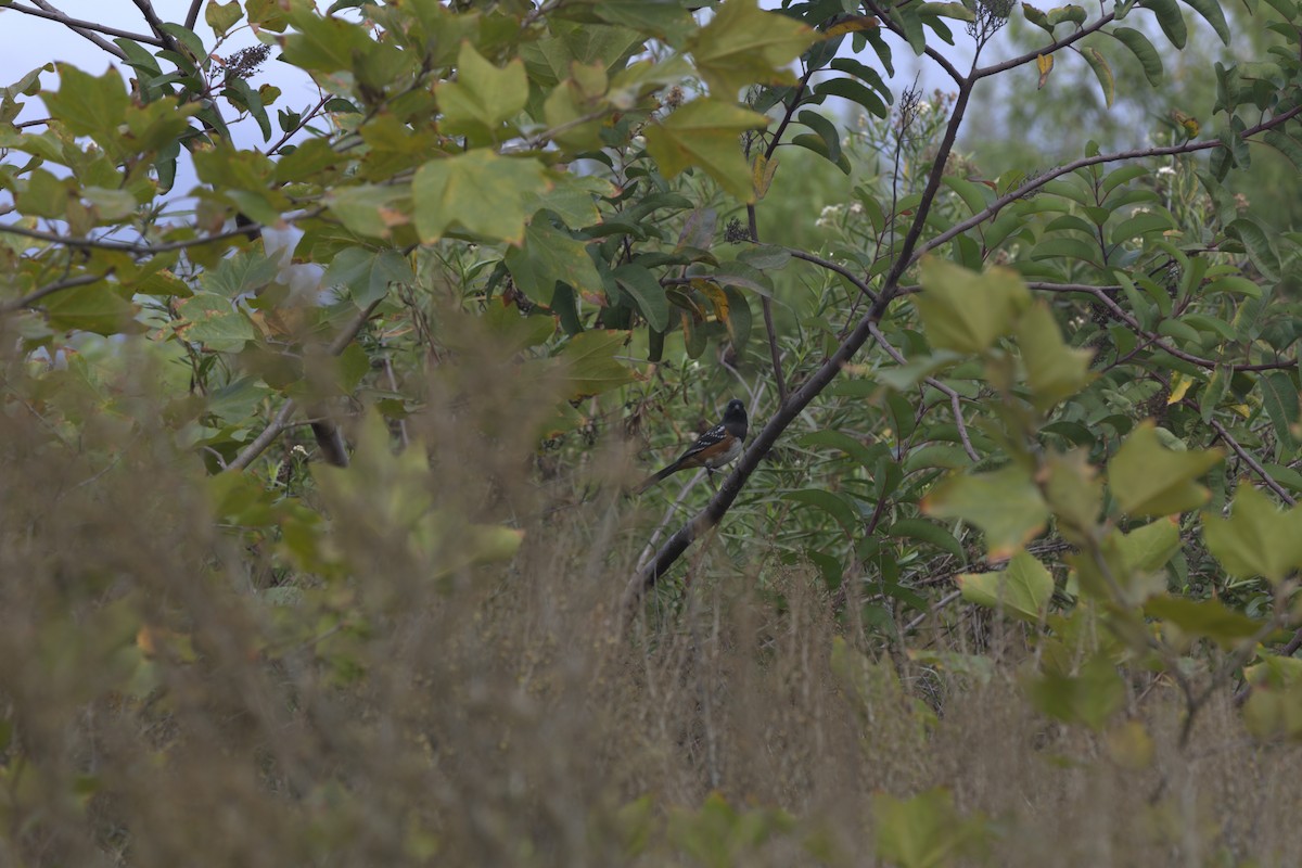 Spotted Towhee - ML642641327