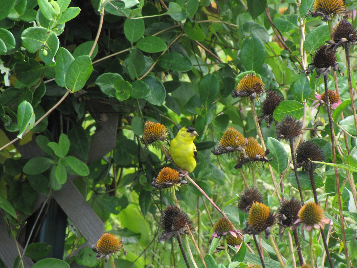 American Goldfinch - ML642641332