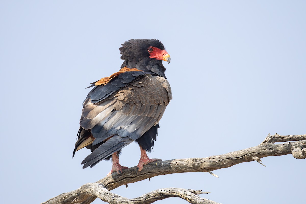Bateleur - ML642641341