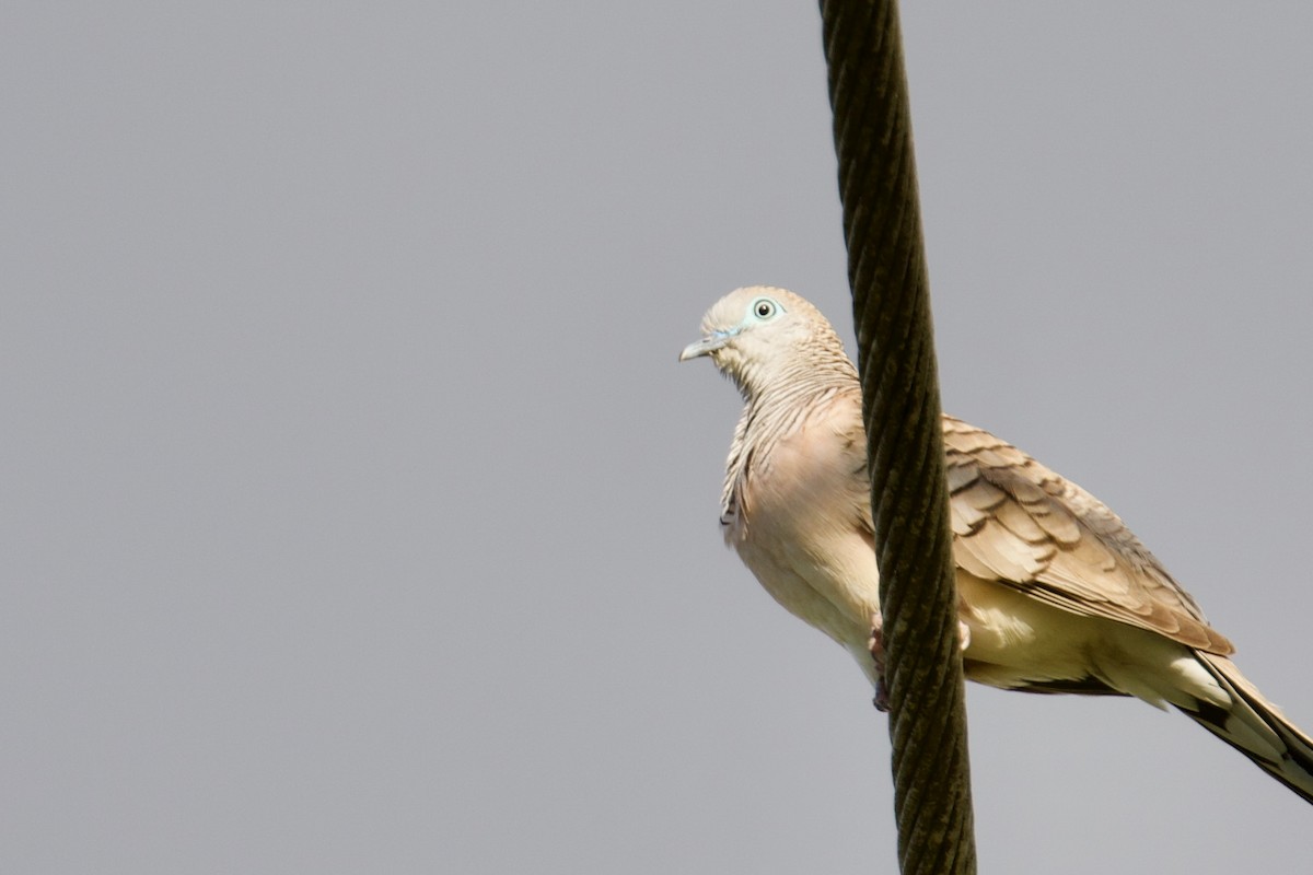 Peaceful Dove - ML642641347