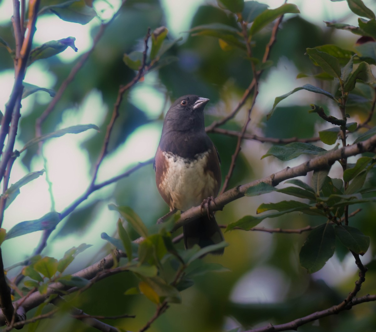 Spotted Towhee - ML642641387
