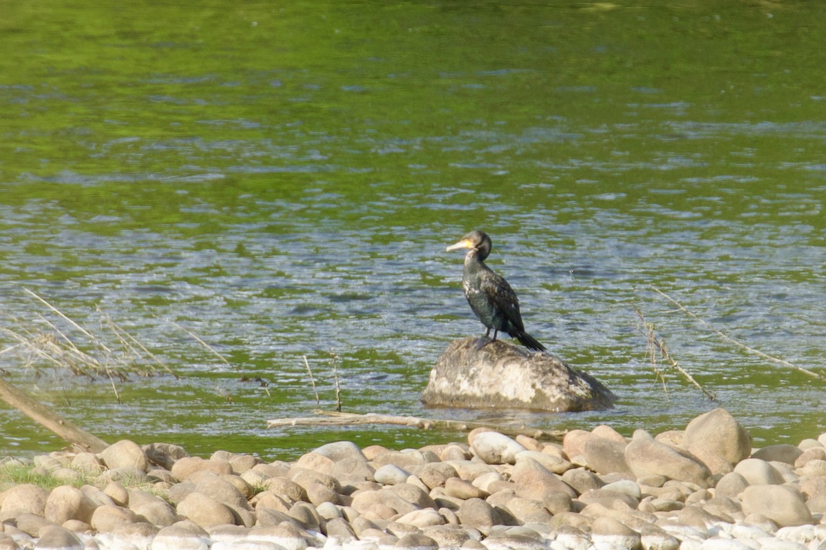 Great Cormorant - ML642641388