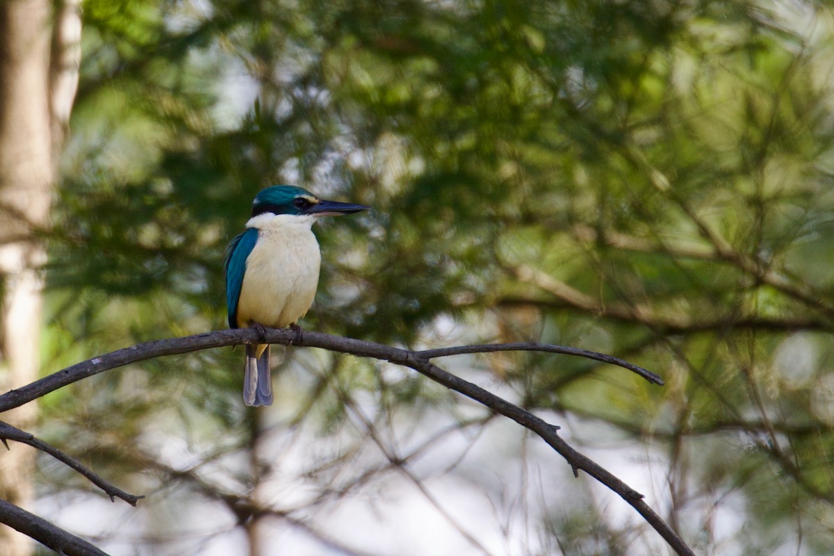 Sacred Kingfisher - ML642641393