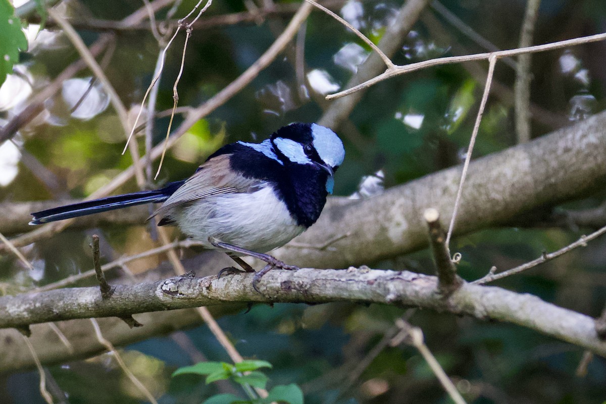 Superb Fairywren - ML642641411