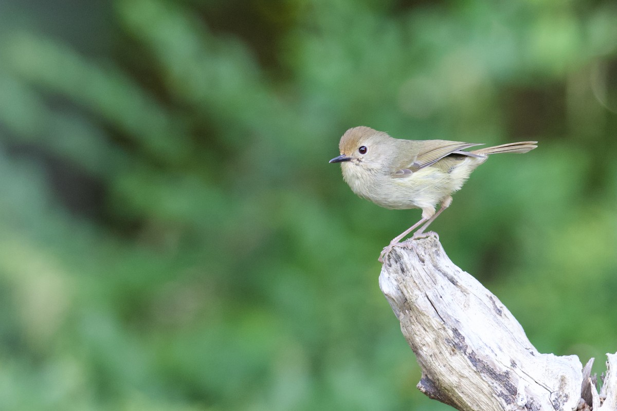 Large-billed Scrubwren - ML642641413