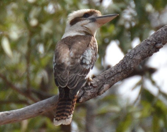 latterkokaburra - ML642641443