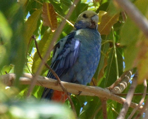 Pale-headed Rosella - ML642641474