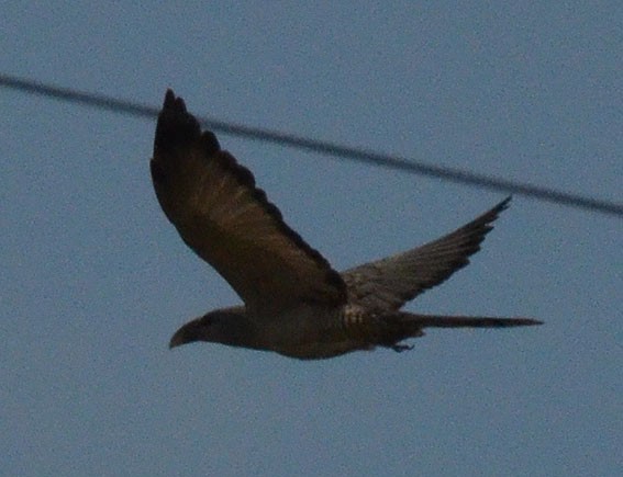 Channel-billed Cuckoo - ML642641478