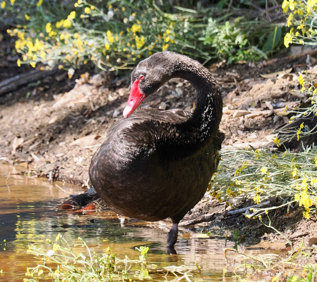 Cygne noir - ML642641479