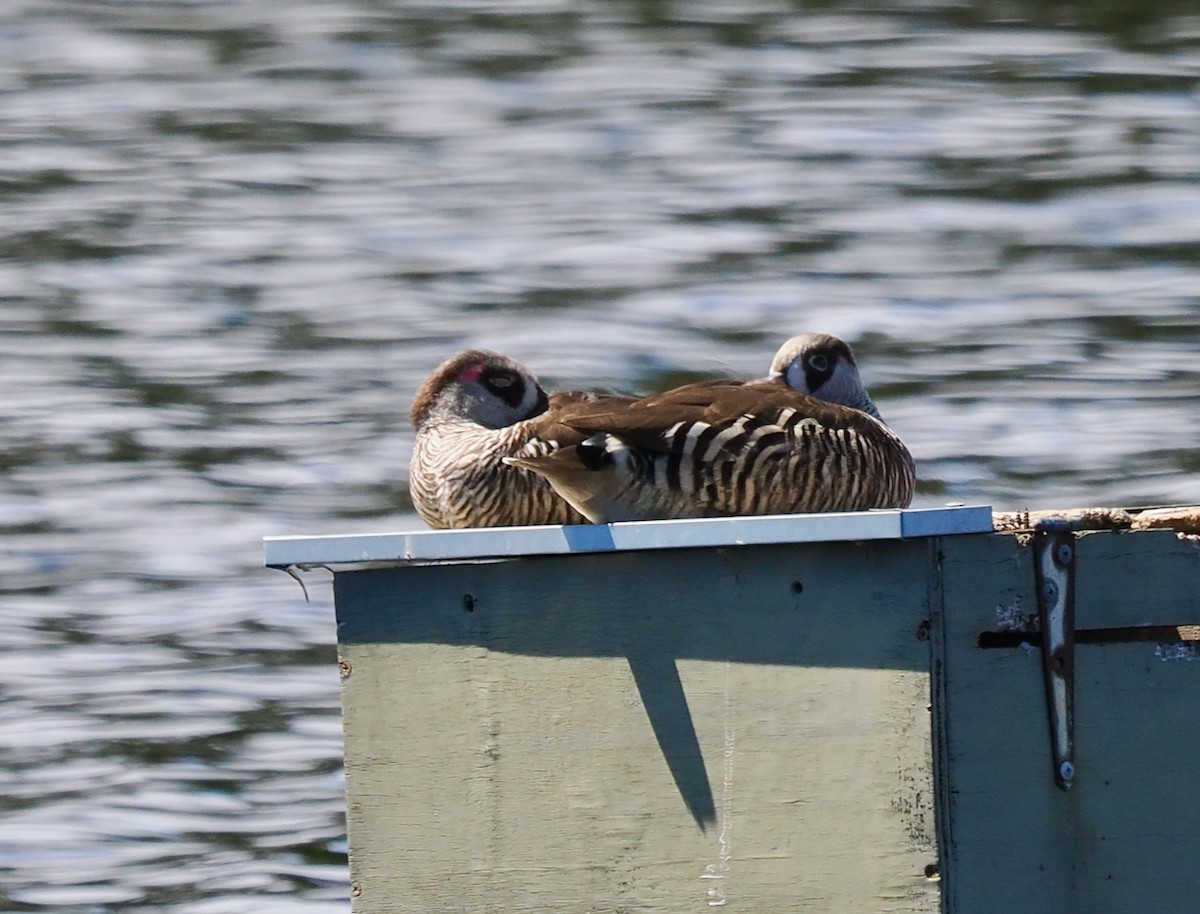 Pink-eared Duck - ML642641484