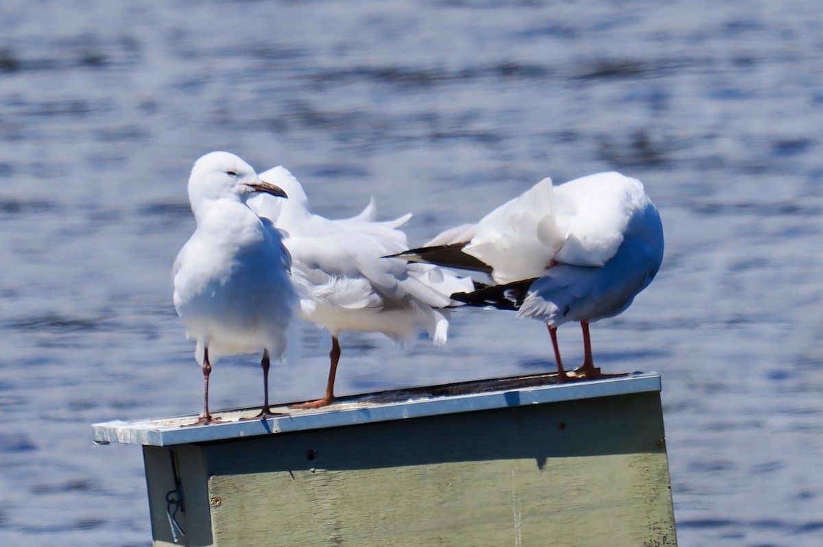 Silver Gull (Silver) - ML642641493