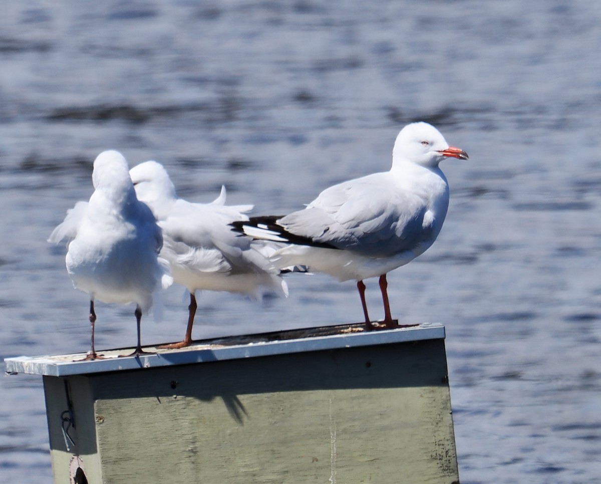 Silver Gull (Silver) - ML642641494