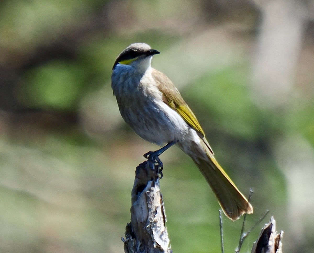 Singing Honeyeater - ML642641499