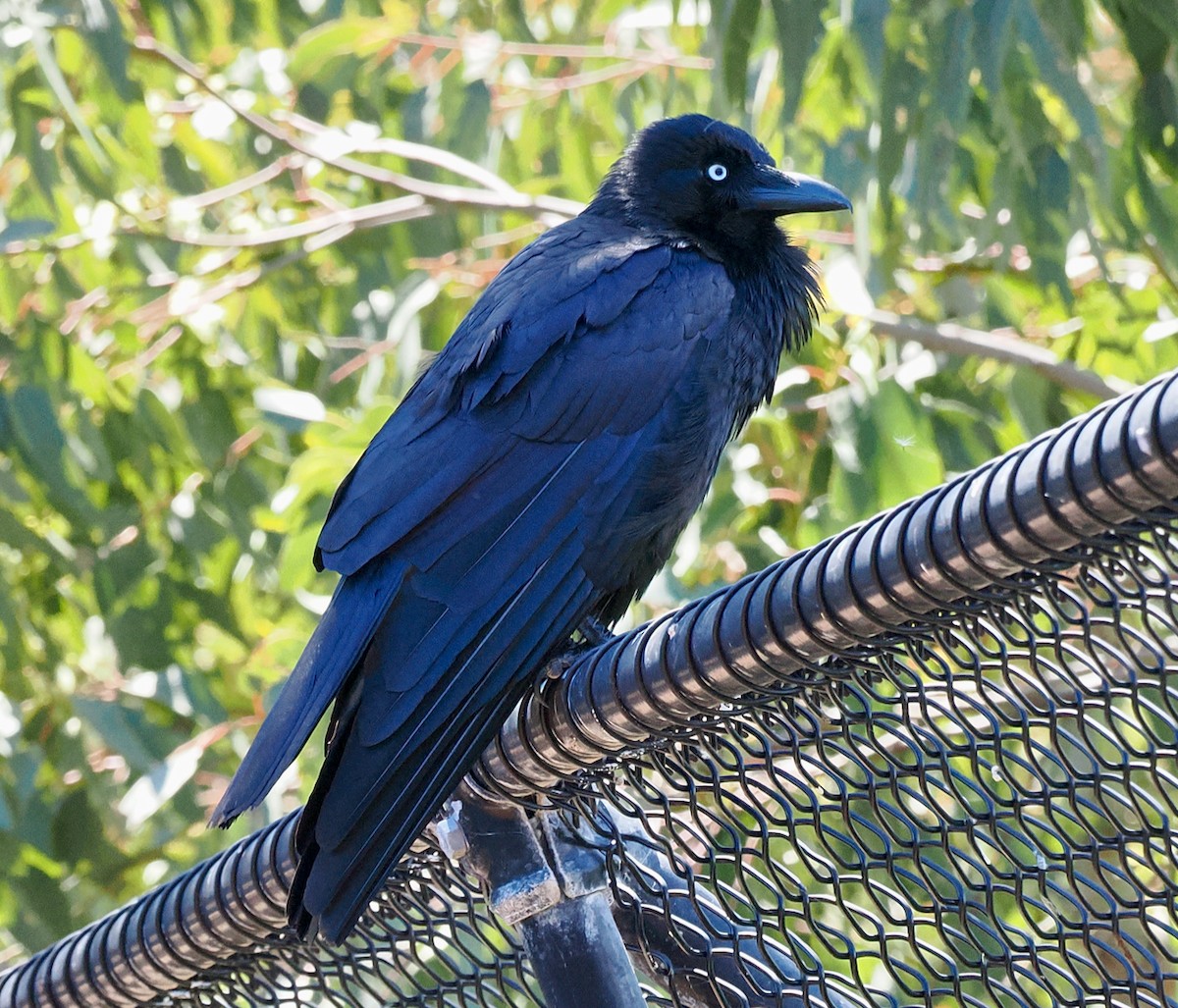 Corbeau d'Australie - ML642641511