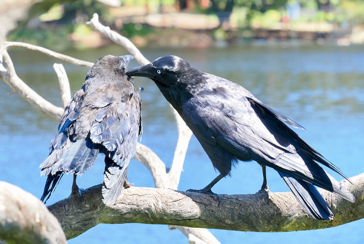 Corbeau d'Australie - ML642641512