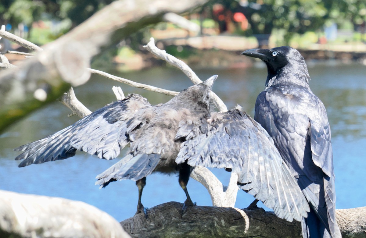Corbeau d'Australie - ML642641513