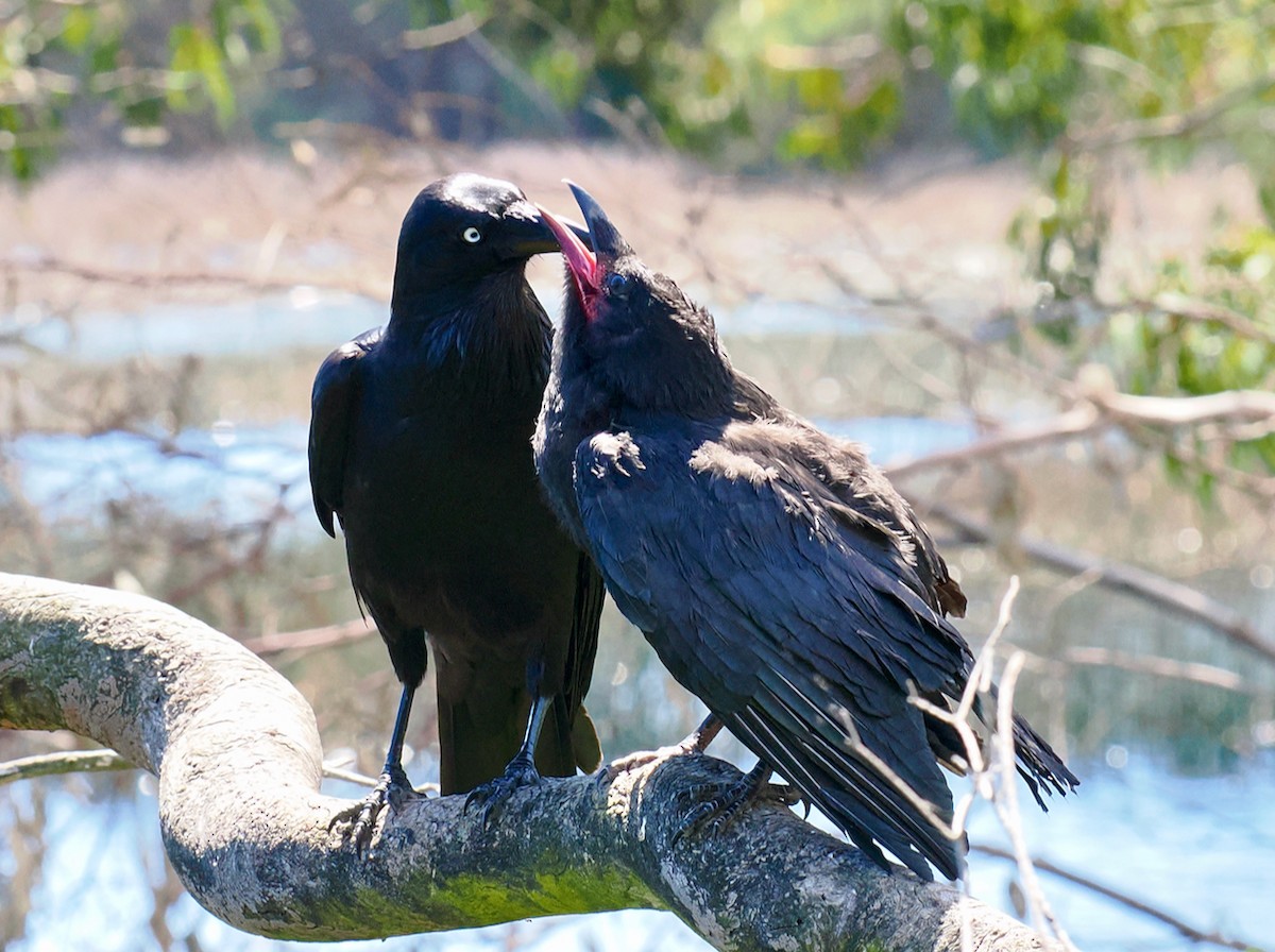 Corbeau d'Australie - ML642641514