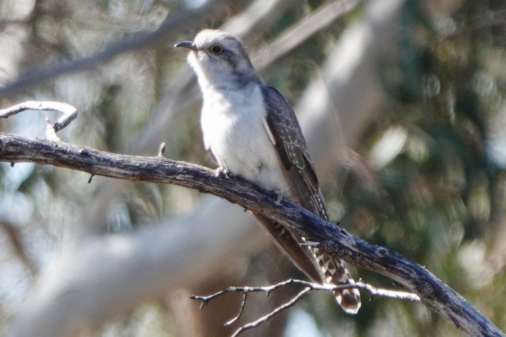 Pallid Cuckoo - ML642641530