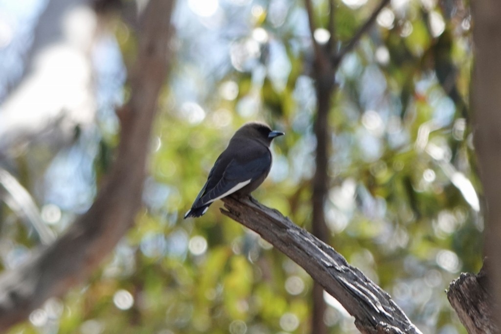 Dusky Woodswallow - ML642641537