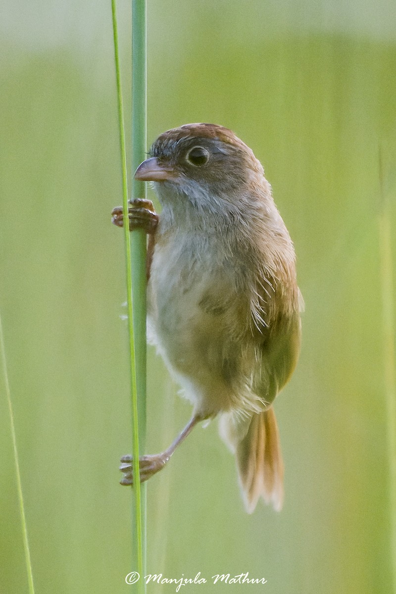 Jerdon's Babbler - ML642641538