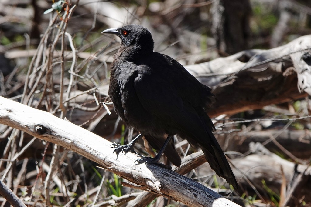 White-winged Chough - ML642641540