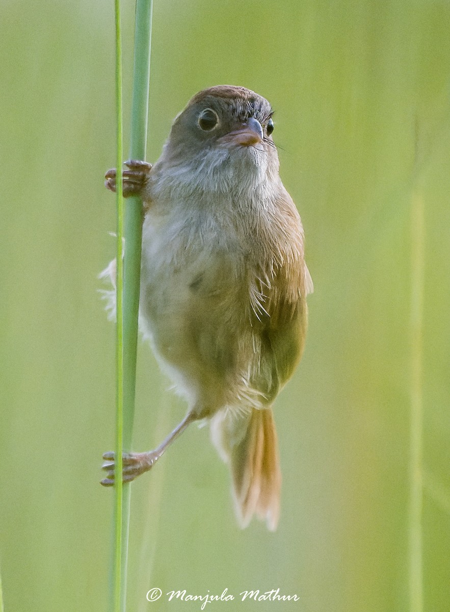 Jerdon's Babbler - ML642641542
