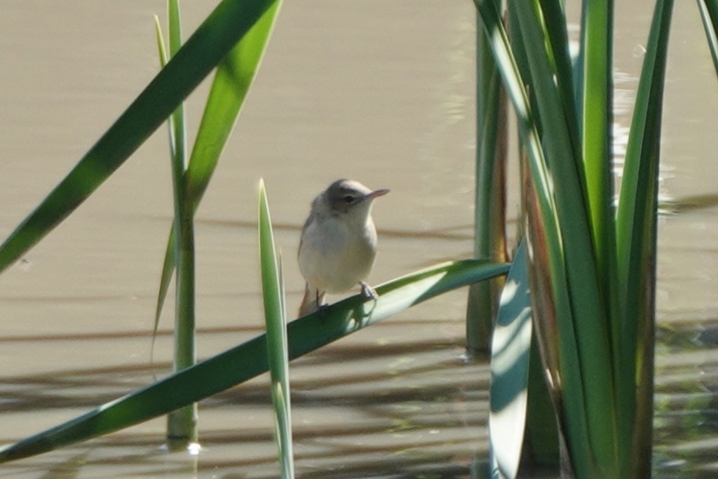 Australian Reed Warbler - ML642641555